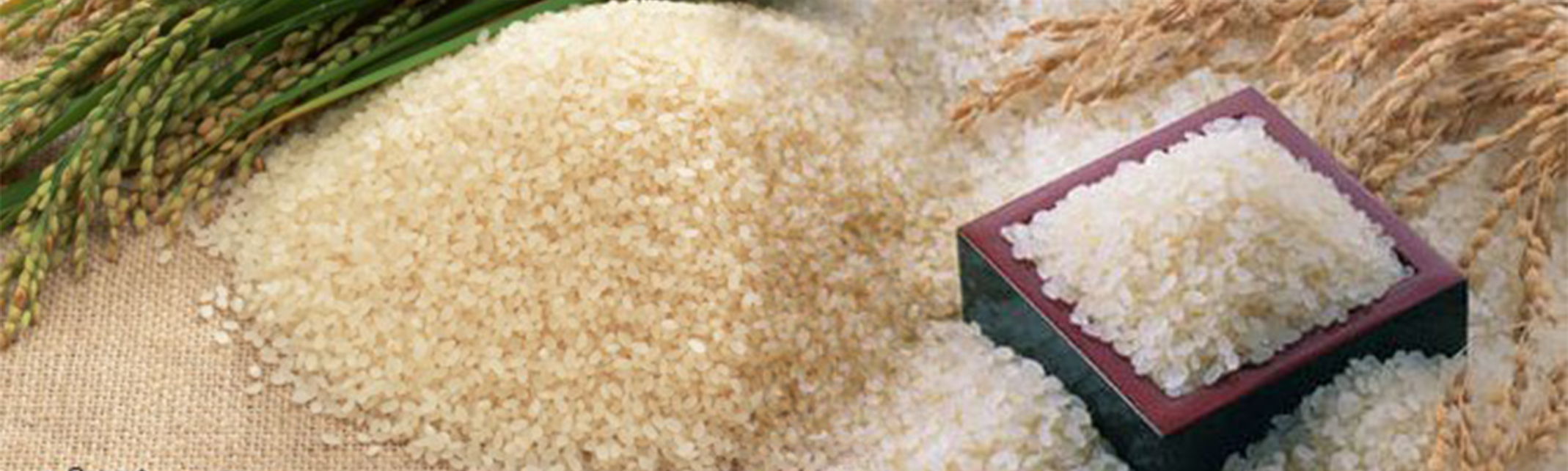 (57)شركة تتنافس على توريد 103.350 ألف طن أرز أبيض للسلع التموينية
