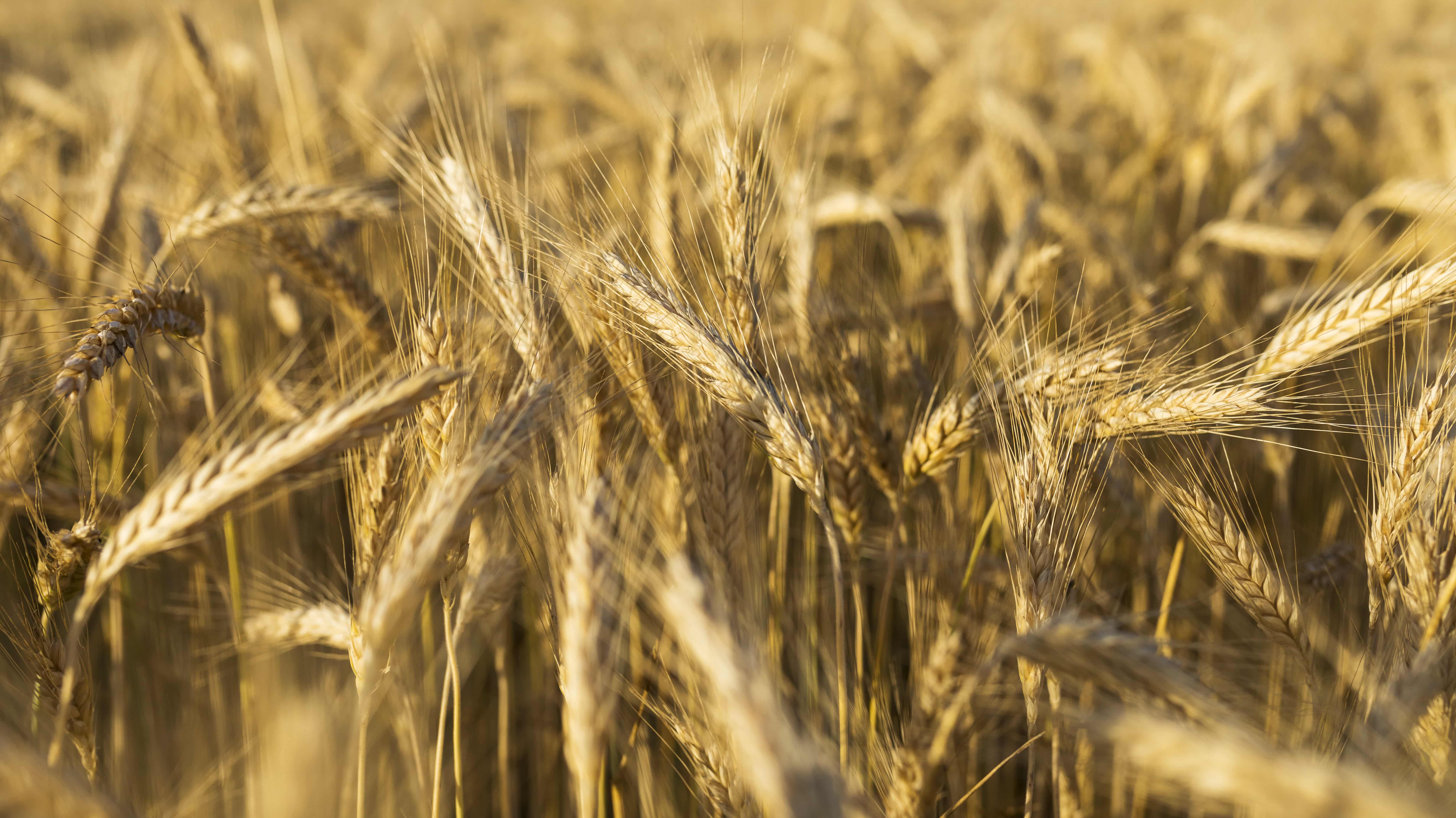 اكتشاف جين نادر يضاعف إنتاج القمح 3 مرات ويفتح الباب لإنهاء أزمات الغذاء!