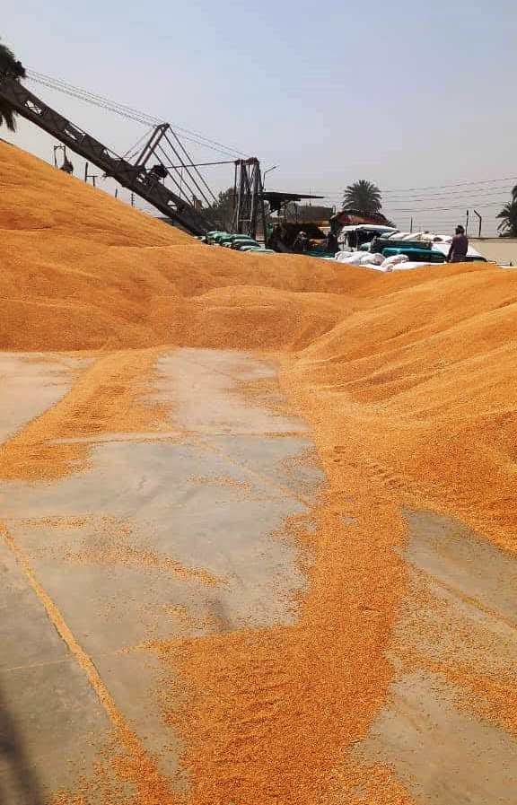 سوهاج تتصدر موسم توريد القمح 2025.. زيادة 20% عن المستهدف بناتج 186 ألفًا و254 طن.. صرف 2.5 مليار جنيه للمزارعين وأرقام قياسية وثقة متجددة بين الفلاح والدولة.. توسيع الرقعة الزراعية إلى 193 ألف فدان “صور”