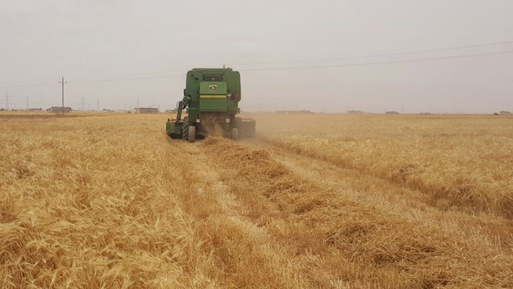 مصر تزرع 3.8 مليون فدان من القمح في الموسم الحالي